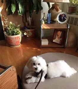 maltipoo heat