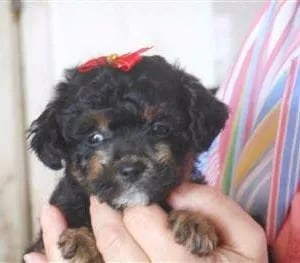 Maltipoo
