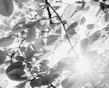 lincoln dog walking website