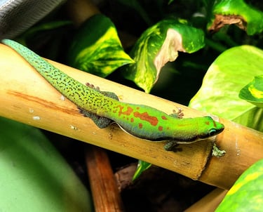 Phelsuma lineata bombetokensis
