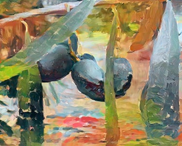 an artistic close view of a brunch of olive tree with black kalamata olives