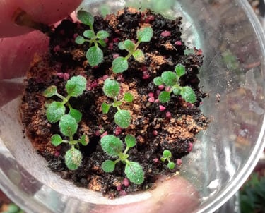 mini sinningia seedlings