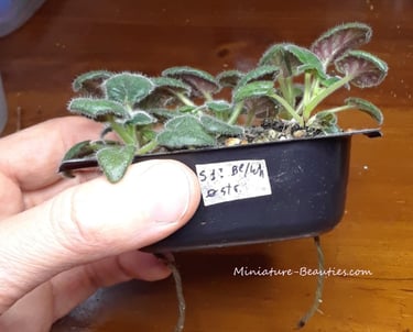 mini sinningia seedlings