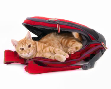 conseils preventifs adoption demenagement