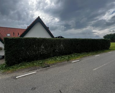 Ligusterhaag in Heerle