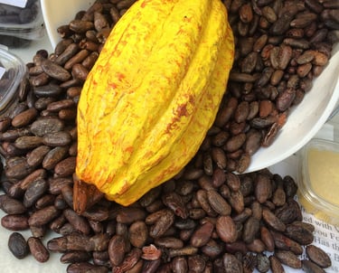Cacao Pod with cacao beans
