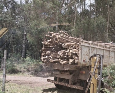 a truck with a load of wood logs in the back ground