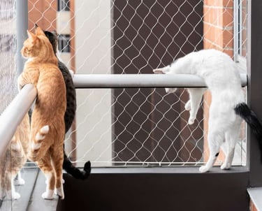 pet safety nets in bangalore