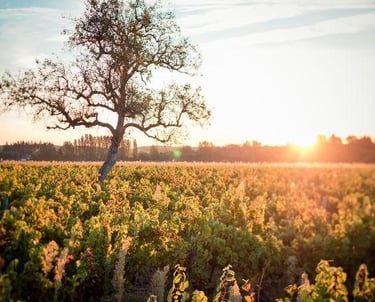 affut isa pangault arbre centenaire