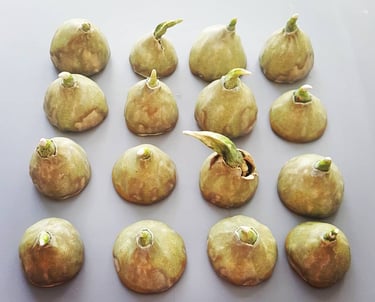 a bunch of tulip bulbs