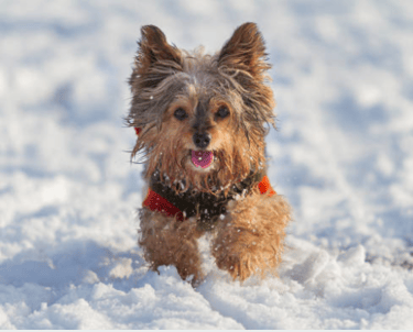 Yorkies for sale, Teacup Yorkies for sale, Affordable yorkies for sale