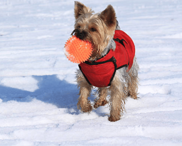 Yorkies for sale, Teacup Yorkies for sale, Affordable yorkies for sale