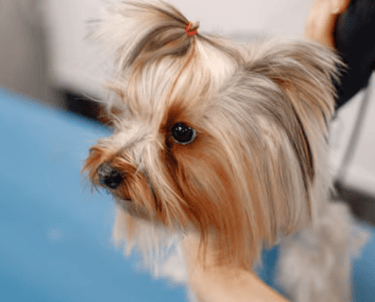 Yorkies for sale, Teacup Yorkies for sale, Affordable yorkies for sale