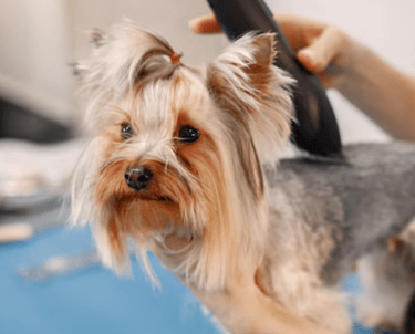 Yorkies for sale, Teacup Yorkies for sale, Affordable yorkies for sale
