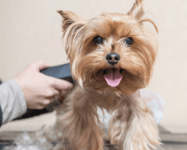 Yorkies for sale, Teacup Yorkies for sale, Affordable yorkies for sale