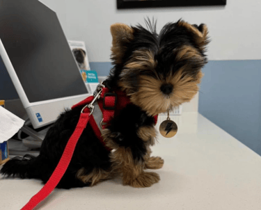 Yorkies for sale, Teacup Yorkies for sale, Affordable yorkies for sale