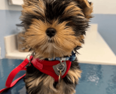 Yorkies for sale, Teacup Yorkies for sale, Affordable yorkies for sale