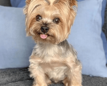 Yorkies for sale, Teacup Yorkies for sale, Affordable yorkies for sale