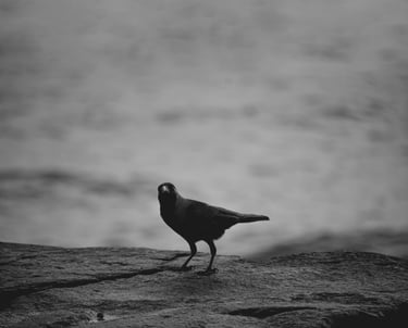 corvo preto em cima de uma pedra. fundo de uma praia com blur