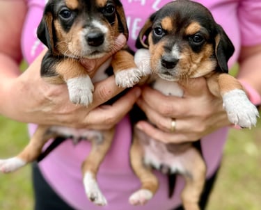 Four week old female beagles - Sadie and Ruby