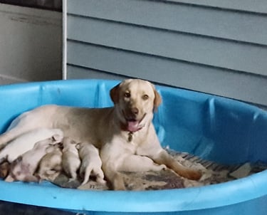Honey and her first litter - 2019