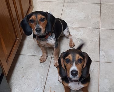 Lucy (on left) and Emma our AKC beagles.