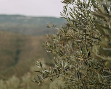 Uma oliveira com uma montanha no fundo