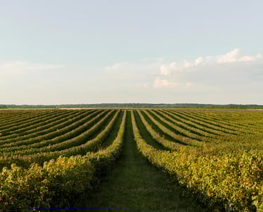 Um campo com plantação de soja em fileiras
