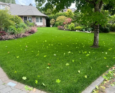 Newly Sod Replaced Lawn