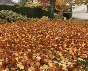 Leaves over the lawn