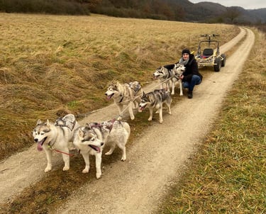 Husky-Erlebnisse, Husky-Ausfahrten, Husky-Trekkingtouren, Husky kuscheln, Husky Abenteuer, Bayern