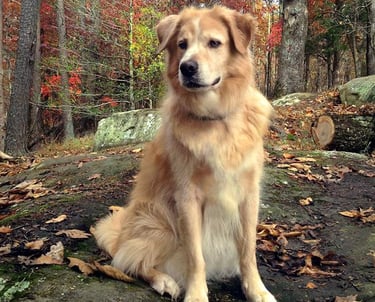 My dog, Vinnie -- best ever hiking buddy