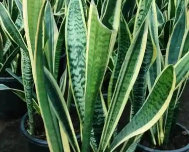 a variety of plants in pots on a patio