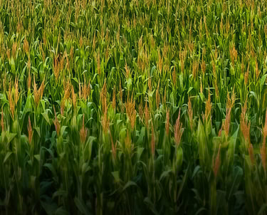 a field of corn stalks with a lone bird in the background