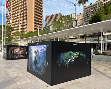 banded gecko exhibited at Monaco as part of the PA2F environmental photographer of the year 2023