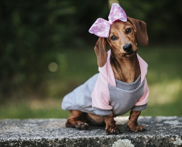 Un cachorro de perro salchicha marrón, con una sudadera gris y un moño rosa.