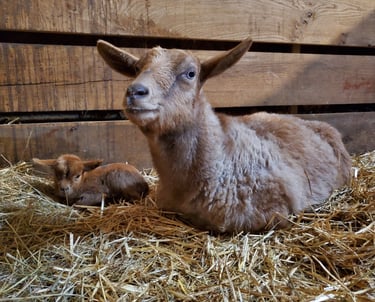 Fainting Goat Breeders PA