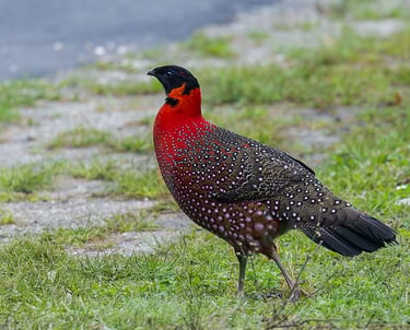 Satyr-Tragopan-Spotted-At-Thrumshing-La-Pass-Eastern-Bhutan