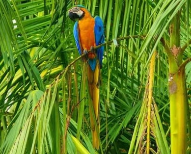 a colorful parrot sitting on a tree branch
