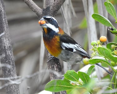 Western Spindalis, Bahamas birds, bird watching tours Bahamas, nature tours