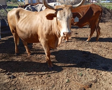 Light brown cow with curved horns standing in a sunlit rural pen