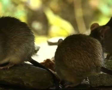 A picture of 3 furry mice scurrying about in a wooded area on a sunny day