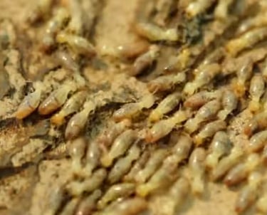 A hoard of yellow colored termites infesting a wooded structure