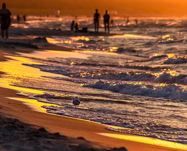 a bird sitting on the beach at sunset