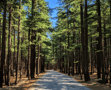 Ushu Forest