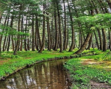Kumrat crooked forrest