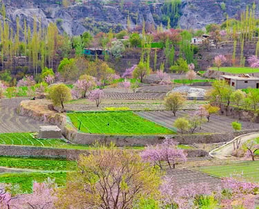 Hunza Cherry Blossom