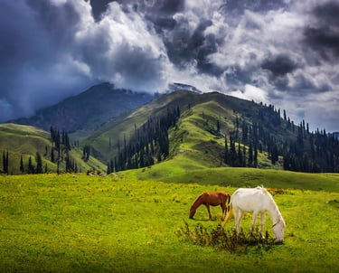 Siri paye at Shogran Valley