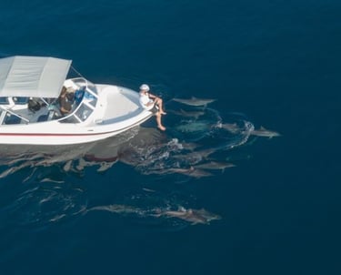 dolphin safari ukulhas maldives