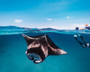 standard-manta-encounter-ukulhas